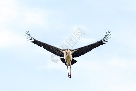 翅膀鹳在埃塞俄比亚科卡湖附近中途飞行的MarabouStork拾荒鸟瘦骨嶙峋的图片