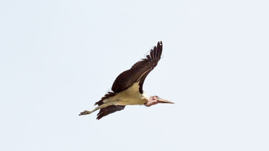 斗篷状航班在埃塞俄比亚科卡湖附近中途飞行的MarabouStork拾荒鸟承办人图片