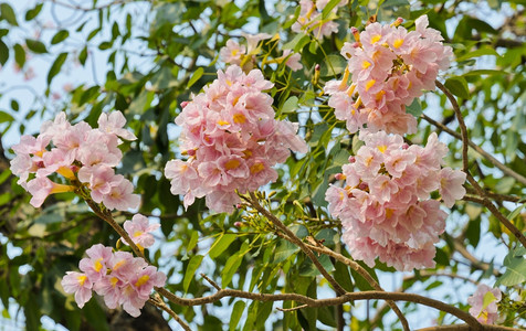 盛开的美丽的粉色花朵图片