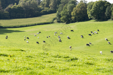 夏天在比利时山的绿草上放牧奶牛原步行图片