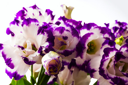 紫色百合花图片 紫色百合花素材 紫色百合花高清图片 摄图网图片下载