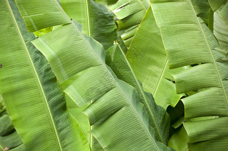 树叶子水平的香蕉棕榈以充满生机的绿色和水滴图片