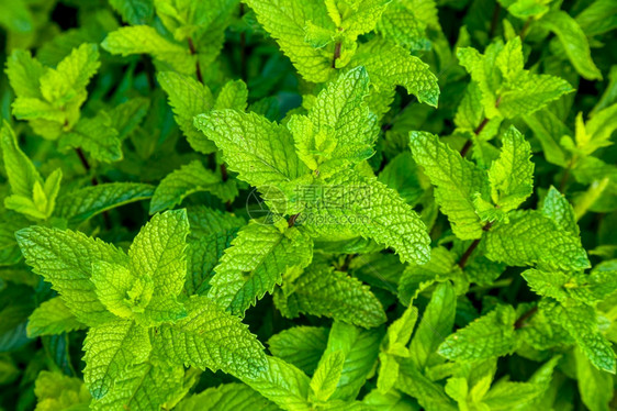 土壤薄膜植物上成堆的胡椒粉植物食叶子芳香图片