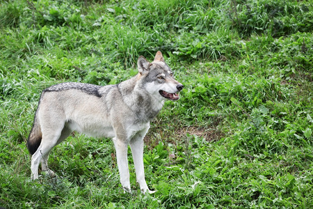灰色的哺乳动物大自然中的狼毛皮图片