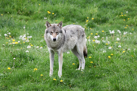 欧洲的荒野大自然中狼捕食者图片