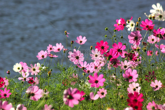 河边五颜六色的小花图片