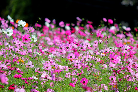花园里五颜六色的百日草或宇宙花的照片门户14美丽生长图片