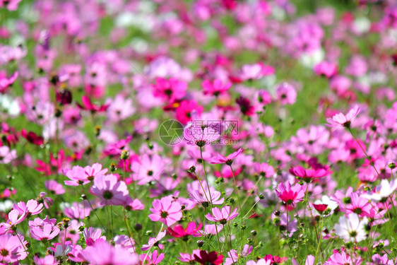 或者生活长花园里五颜六色的百日草或宇宙花的照片图片