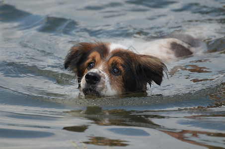 一只狗狗正在游泳图片