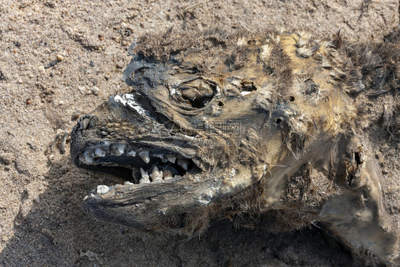 非洲纳米比亚Skeleton海岸CapeCrossSeal殖民地一具死皮海豹的尸首牛头目密封件艾伦图片