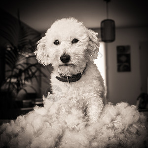 华晨雷诺图片_华晨雷诺素材_华晨雷诺高清图片_摄图网图片下载