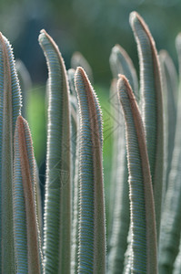 苏cucuent植物天然本底绿树叶上的succulant植物绿叶质地环境生活图片