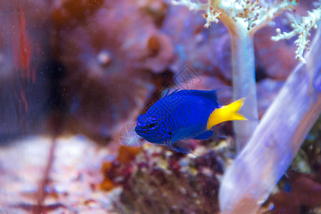 野生动物一条蓝鱼其中是尾在水族馆内游黄尾泳的蓝鱼副麻图片
