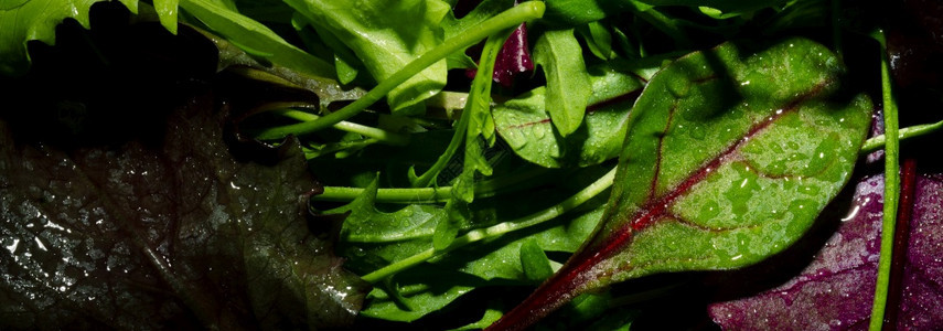 健康绿色沙拉叶混合全景形象食物植新鲜的图片