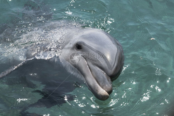 水中海豚图片