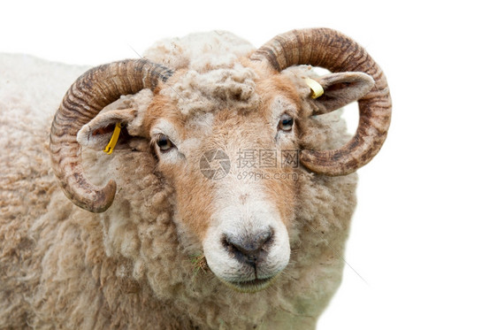 动物在白背景上隔绝角的绵羊甜美表情夏天图片