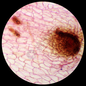 孢子体本底化叶新花生质微粒显镜FernProthalliumWMxA人们微生物学图片
