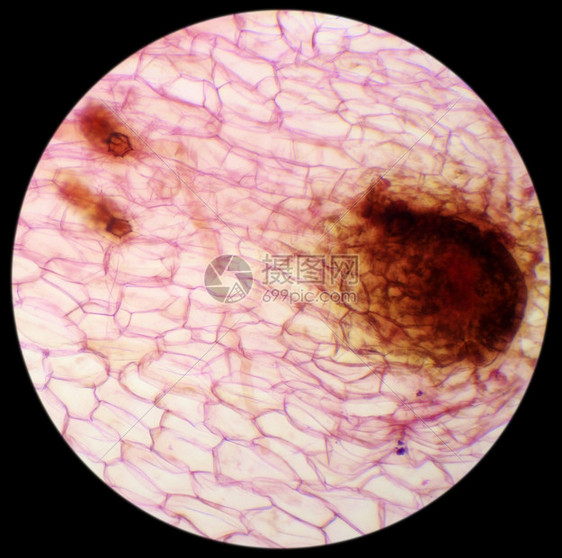 孢子体本底化叶新花生质微粒显镜FernProthalliumWMxA人们微生物学图片