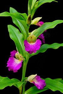 亚洲人本国的地球兰花brachycoroy这个helferi本地物种陆兰花在东南方