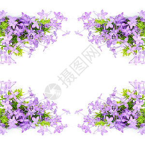 紫花罗兰西特姆和欧森白被孤立植物花的春天图片