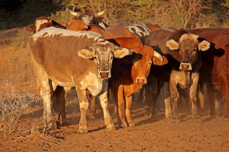 动物牛肉纳米比亚北部一个农村场的小型自由放牧区牛群家畜图片