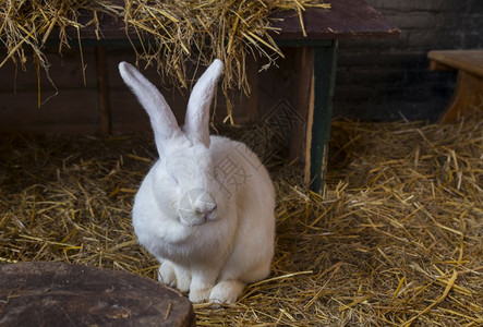 稻草中一只大白兔子背景图片
