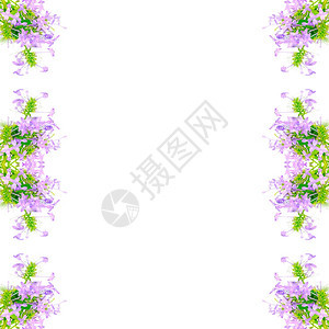 美丽蓝色的热带紫花VioletIxoraPseuderanthemoumandersonii白底孤立阮詹图片