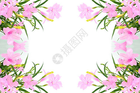 水卡农春天美丽的粉红色花朵Ruelliasquarrosa白底孤立荚图片