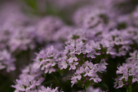 味道百花紧闭背景模糊百花紧闭园草本图片