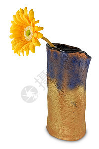 花瓶有黄色的雪贝拉花朵开植物群赫贝拉图片