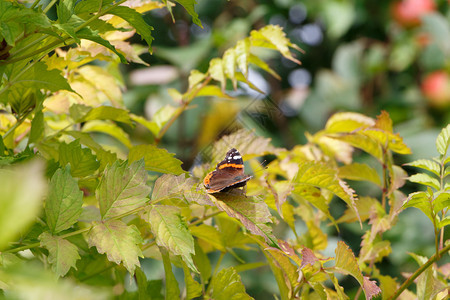叶子夏天在布列塔尼的一片树叶上绿色昆虫图片