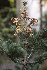 森林里圣诞的星在森林里圣诞节装饰品背景图片