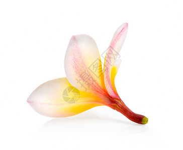 花瓣夏威夷人白背景孤立的freangipani自然图片