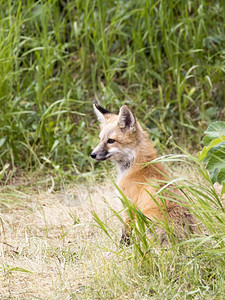 哺乳动物县少年草丛中小狐狸的剖面图图片