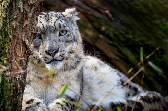 厄比斯雪豹伊尔比斯猫科动物白色的图片