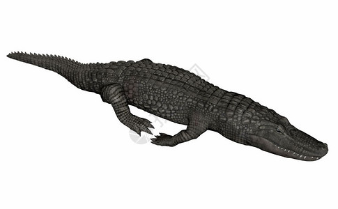 自然在白色背景中孤立的鳄鱼放松3D使鳄鱼放松3D使野生动物插图图片