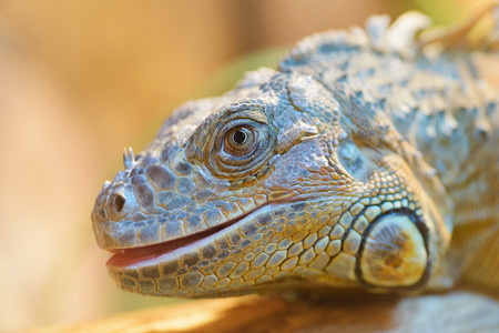 龙宠物脊椎动近距离拍摄绿蜥蜴天然模糊背景阳光的绿色蜥蜴自然模糊背景图片
