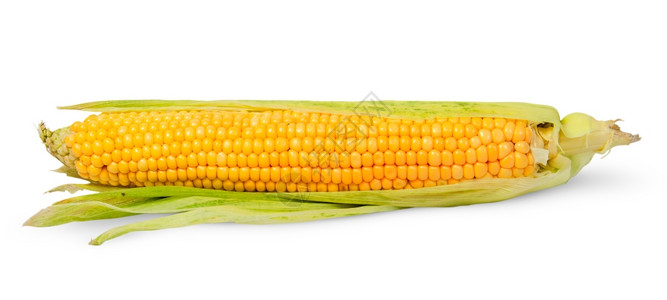 白底孤立的玉米单半削耳朵白本绿色叶子玉米棒图片