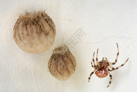 红色的女蛛形纲动物雌蜘阿兰乌斯马莫勒保护他们的巢穴图片