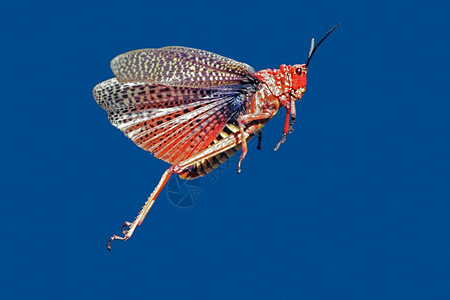 红色的回旋型跳跃开着翅膀南非蚱蜢一种丰富多彩的图片