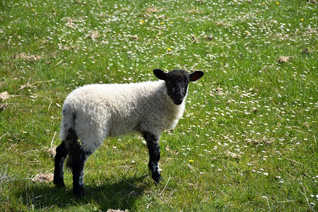 动物毛茸场地农里有一只可爱的黑人面对着草地上受苦的羊羔图片