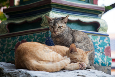 猫在看另一只睡觉公园内的走廊区域另一只猫在看睡觉眠休息纯种图片