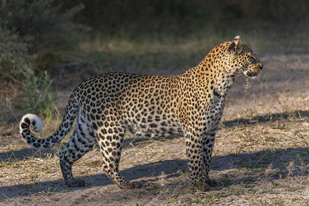 帕杜斯喂食旅行非洲博茨瓦纳Khwai河附近一条成年女美洲豹PantheraPardus图片