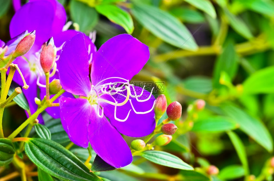 家苦苣苔科紫花非洲人图片