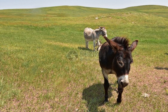 可爱的驴子在大草地上行走荒野棕色的平等图片