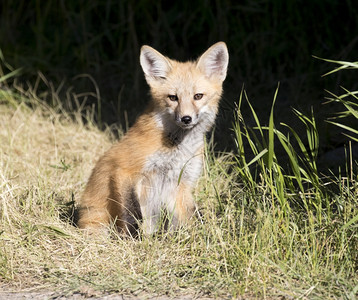 杰克逊婴儿黑底草地的小狐狸动物图片