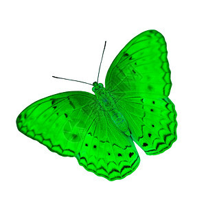 颜色美丽的生物学白色背景上孤立的异国绿色蝴蝶图片