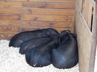 年轻的农场养猪里有和野生动物图片