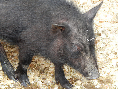 森林棕色的动物农场养猪里有和野图片
