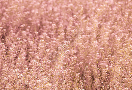 粉色的红春草地或田野采样泉底背景美丽的明亮背景图片